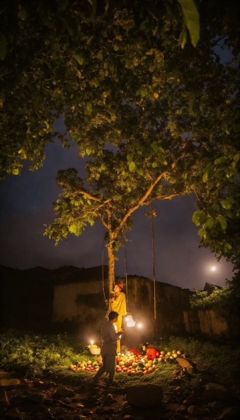 Atmosphere, Plant, Light, Natural Environment, Branch, Lighting