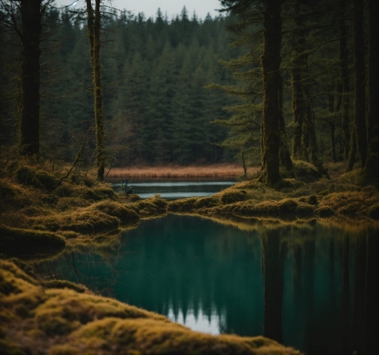 Water, Plant, Sky, Tree, Natural Landscape, Wood