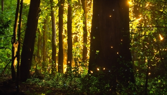 Plant, Wood, Natural Landscape, People In Nature, Trunk, Terrestrial Plant