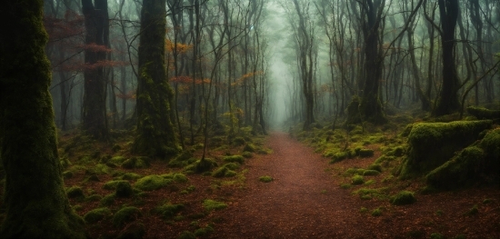 Plant, Atmosphere, Natural Landscape, Wood, Trunk, Fog