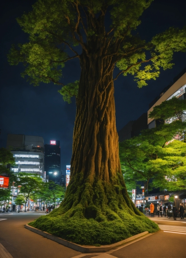 Plant, Green, Light, World, Nature, Tree