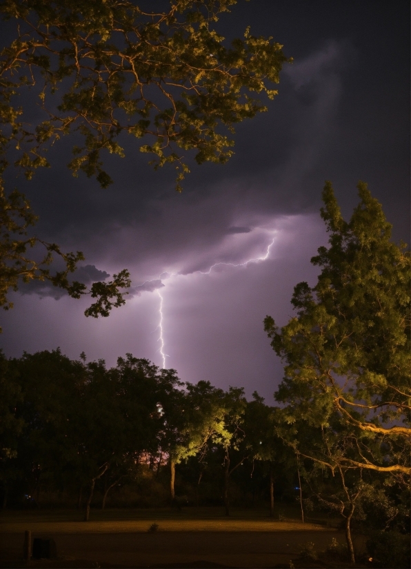 Cloud, Lightning, Sky, Thunder, Atmosphere, Plant