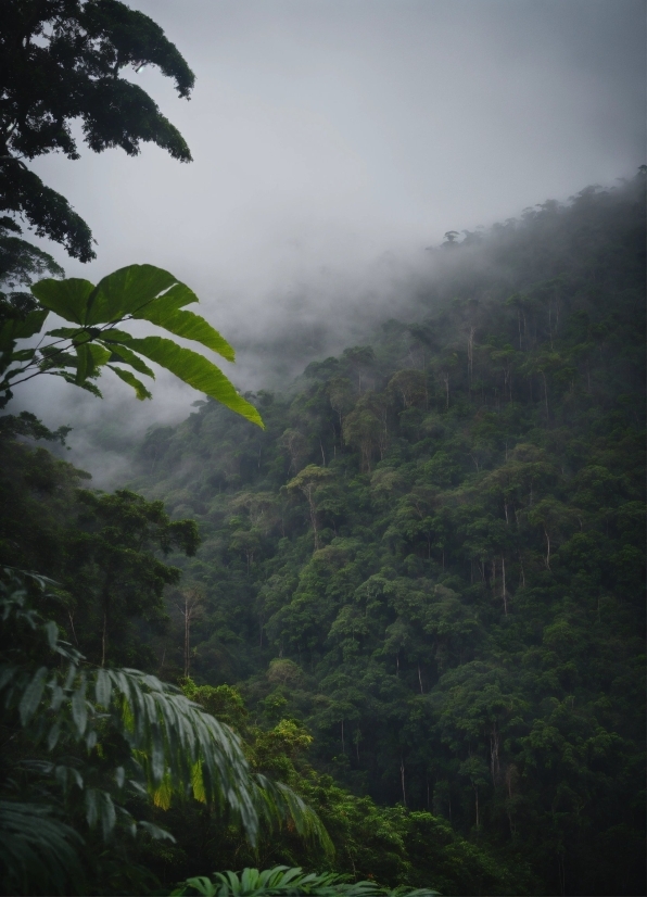 Sky, Cloud, Plant, Mountain, Natural Landscape, Terrestrial Plant