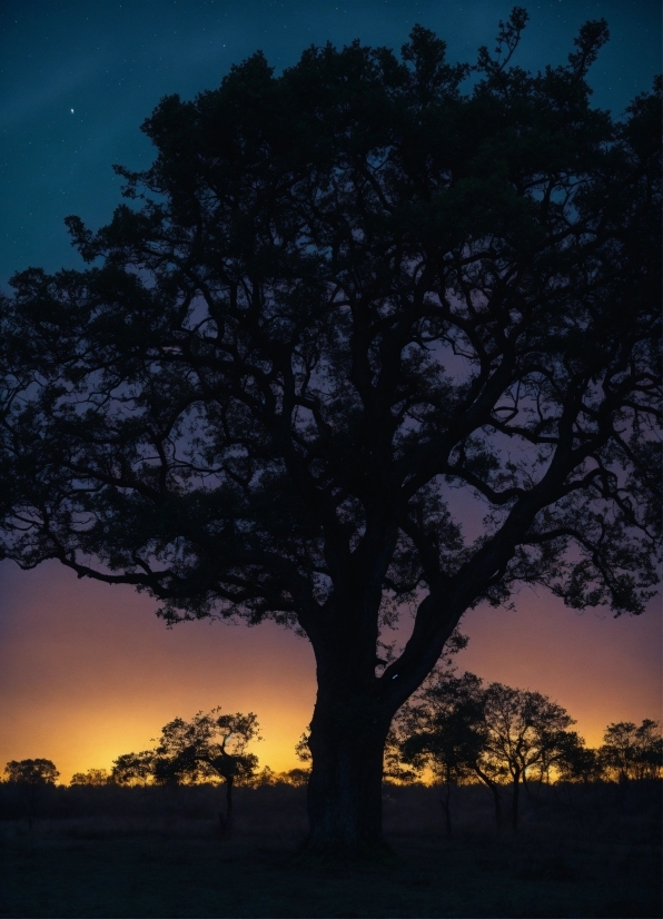 Sky, Atmosphere, Natural Landscape, Leaf, Natural Environment, World