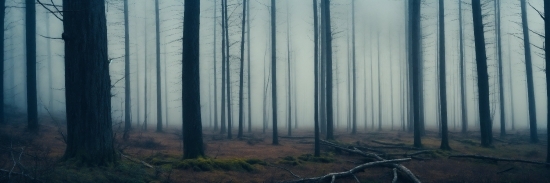 Ecoregion, Plant, Natural Landscape, Wood, Sky, Trunk