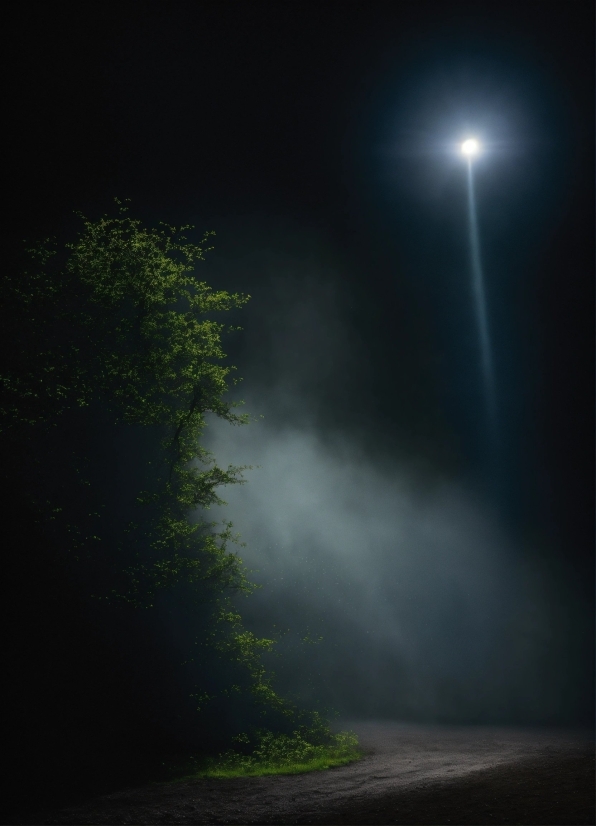 Atmosphere, Automotive Lighting, Plant, Cloud, Atmospheric Phenomenon, Fog