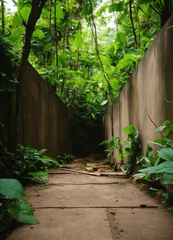 Plant, Green, Wood, Sunlight, Terrestrial Plant, Tree