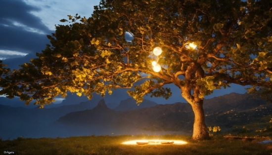 Plant, Atmosphere, Sky, Branch, Leaf, Natural Landscape