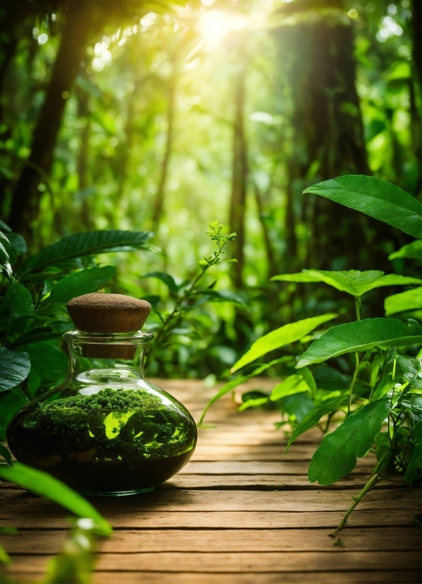 Plant, Green, Leaf, Wood, Vase, Terrestrial Plant