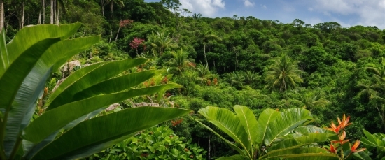 Plant, Sky, Cloud, Terrestrial Plant, Natural Landscape, Tree