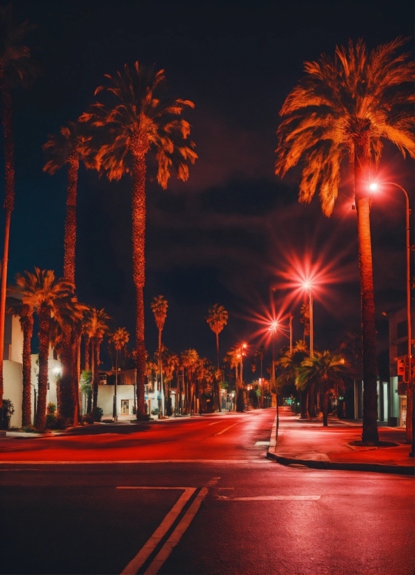 Plant, Street Light, Sky, Light, Nature, Infrastructure