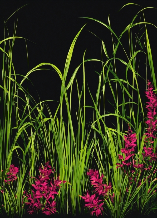 Plant, Flower, Terrestrial Plant, Grass, Flowering Plant, Magenta