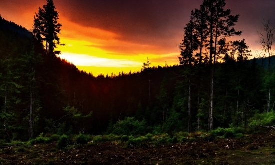 Sky, Plant, Cloud, Natural Landscape, Tree, Afterglow