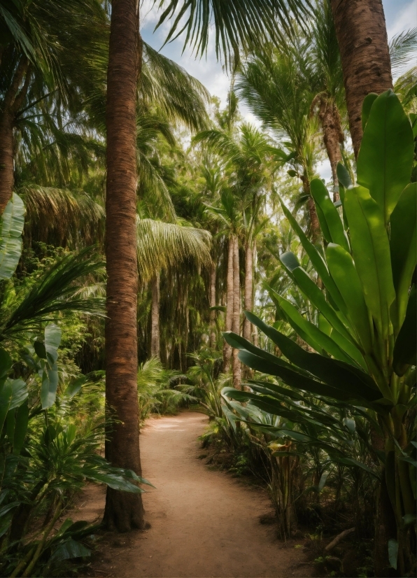 Plant, Plant Community, Nature, Tree, Sky, Terrestrial Plant