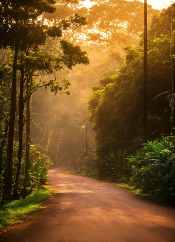 Plant, Sky, Natural Landscape, Infrastructure, Road Surface, Wood