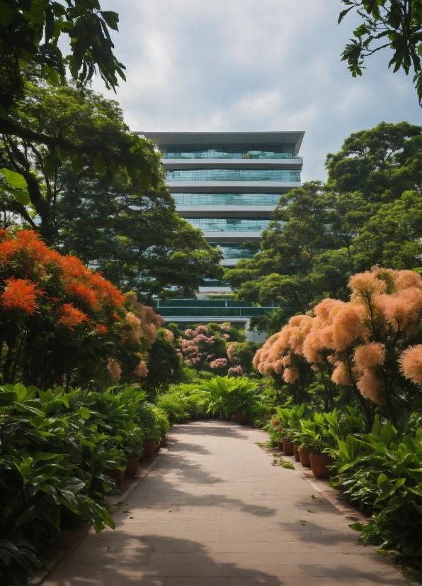 Plant, Flower, Cloud, Sky, Building, Vegetation