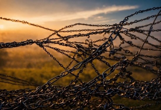 Water, Sky, Cloud, Plant, Fence, Branch