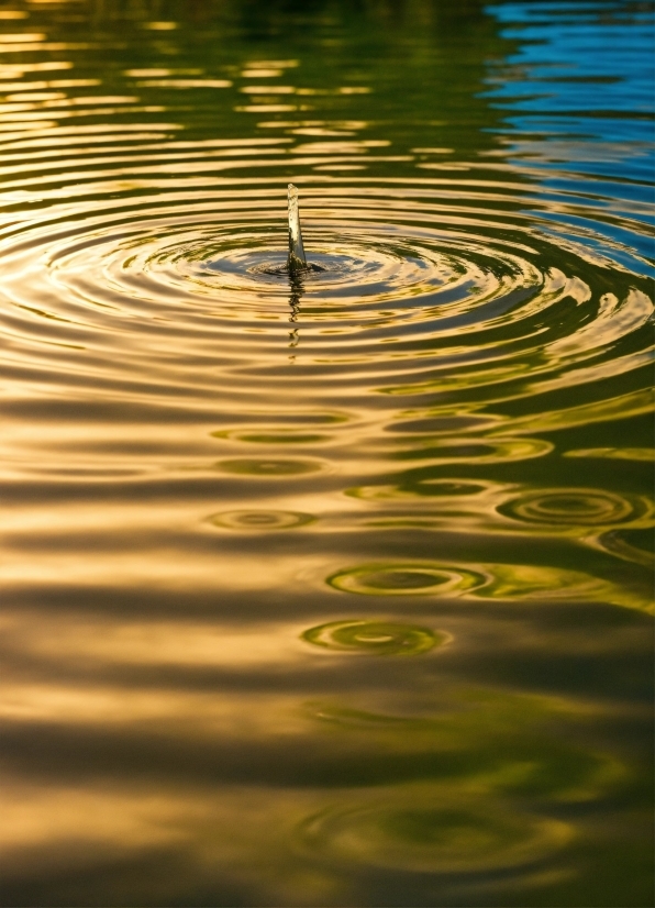 Water, Liquid, Plant, Fluid, Lake, Body Of Water