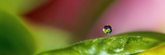 Water, Liquid, Fluid, Terrestrial Plant, Moisture, Grass