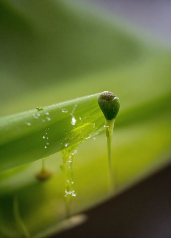 Water, Liquid, Fluid, Terrestrial Plant, Grass, Moisture