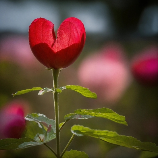 Flower, Plant, Petal, Natural Landscape, Grass, Tints And Shades