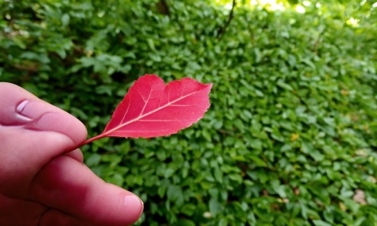 Plant, Leaf, Botany, Petal, Terrestrial Plant, Tree