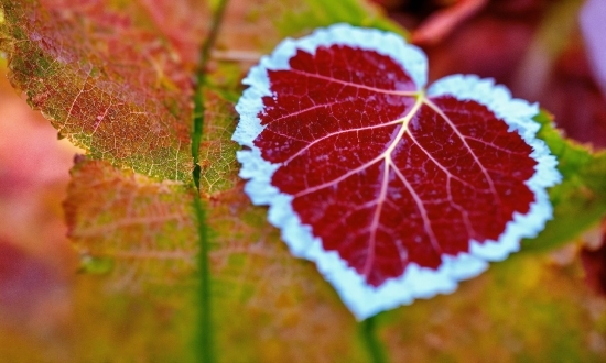 Flower, Plant, Petal, Botany, Tree, Grape Leaves