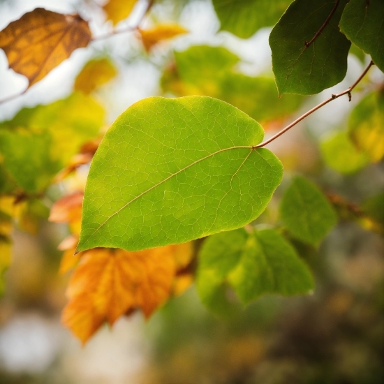 Plant, Twig, Wood, Branch, Vegetation, Amber