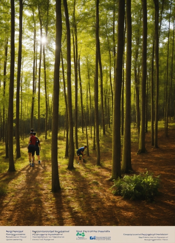 Plant, Leaf, Natural Landscape, People In Nature, Tree, Natural Environment