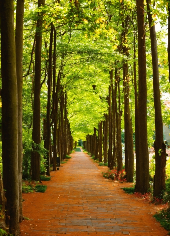 Plant, Wood, Natural Landscape, Tree, Road Surface, Vegetation