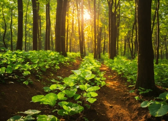 Plant, Plant Community, Green, People In Nature, Tree, Natural Landscape