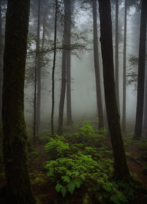 Plant, Natural Landscape, Sky, Fog, Wood, Terrestrial Plant