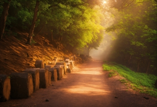 Atmosphere, Plant, Natural Landscape, Wood, Tree, Road Surface