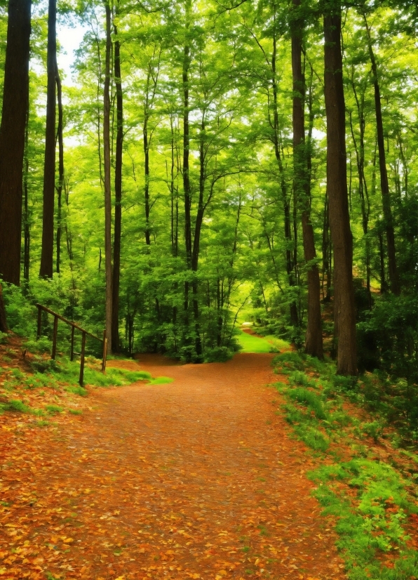 Plant, Leaf, Tree, Natural Landscape, Wood, Terrestrial Plant