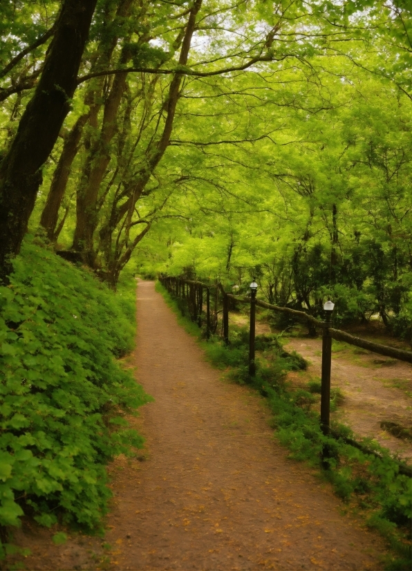 Plant, Natural Landscape, Wood, Branch, Tree, Road Surface