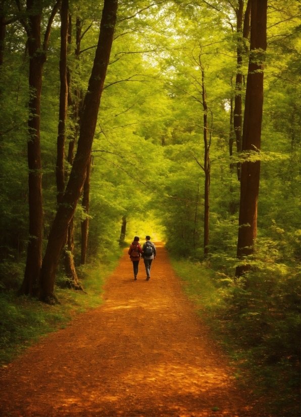 Plant, People In Nature, Natural Landscape, Wood, Tree, Branch