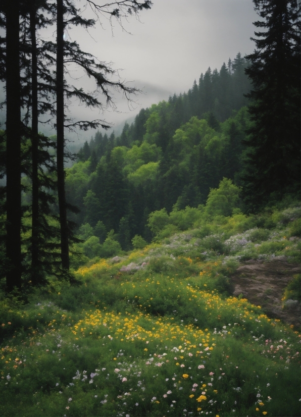 Flower, Plant, Sky, Plant Community, Natural Landscape, Larch