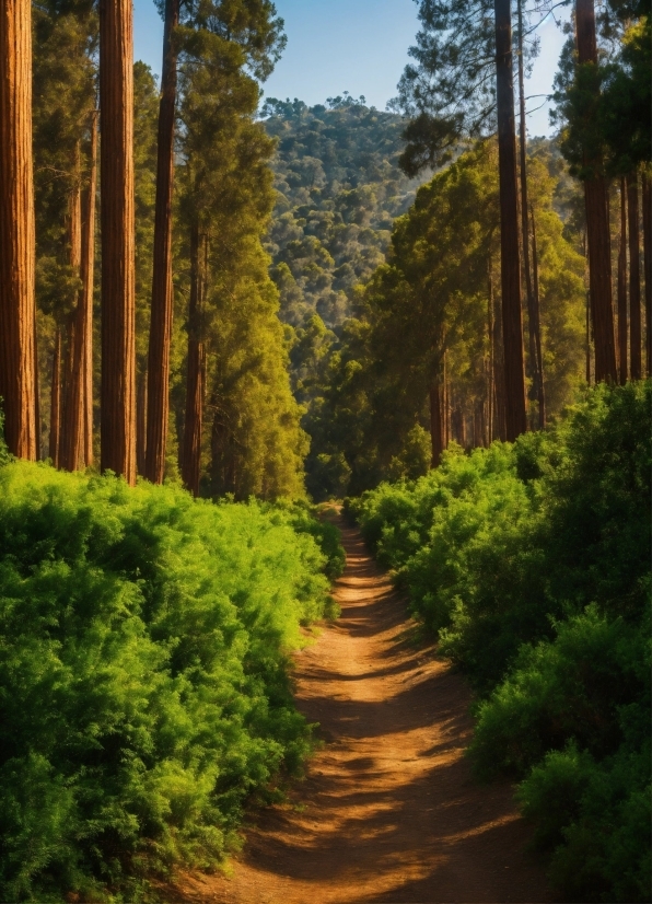 Plant, Sky, Plant Community, Ecoregion, Wood, Natural Landscape