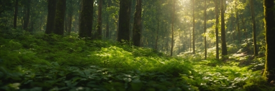 Plant, Tree, Natural Landscape, Terrestrial Plant, Wood, Trunk