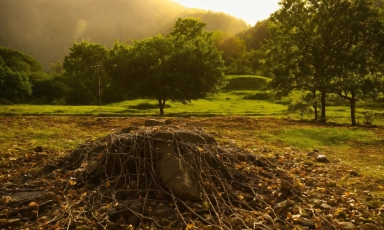 Plant, Ecoregion, Natural Landscape, Tree, Leaf, Natural Environment