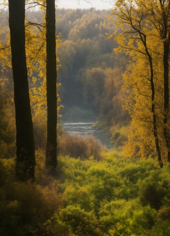 Plant, Plant Community, Ecoregion, Natural Landscape, Wood, Tree