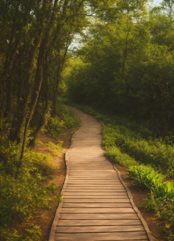 Plant, Natural Landscape, Wood, Tree, Road Surface, Thoroughfare