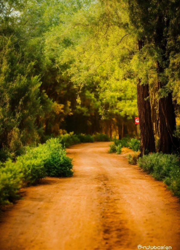 Plant, Natural Landscape, Road Surface, Branch, Tree, Asphalt