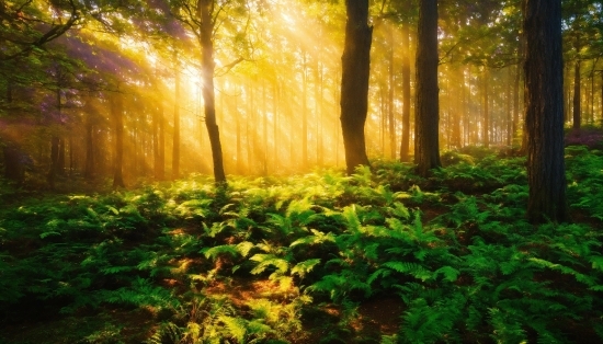 Plant, Ecoregion, People In Nature, Tree, Natural Landscape, Wood