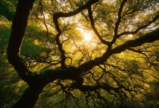 Wood, Natural Landscape, Tree, Twig, Afterglow, Trunk