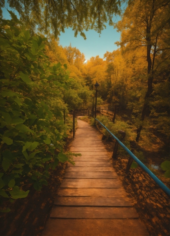 Plant, Sky, Natural Landscape, Leaf, Tree, Wood