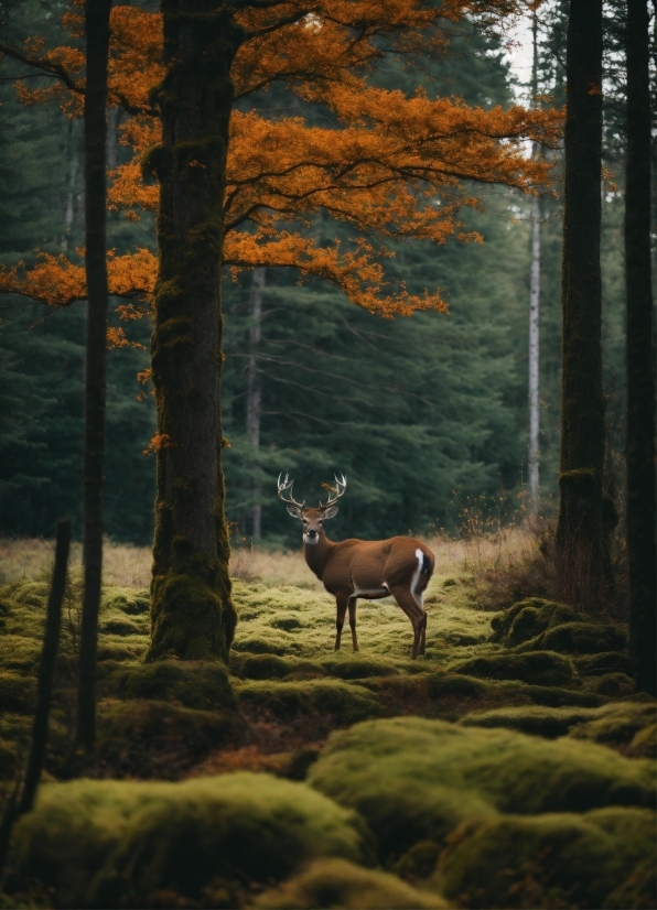 Plant, Natural Landscape, Natural Environment, Tree, Wood, Branch