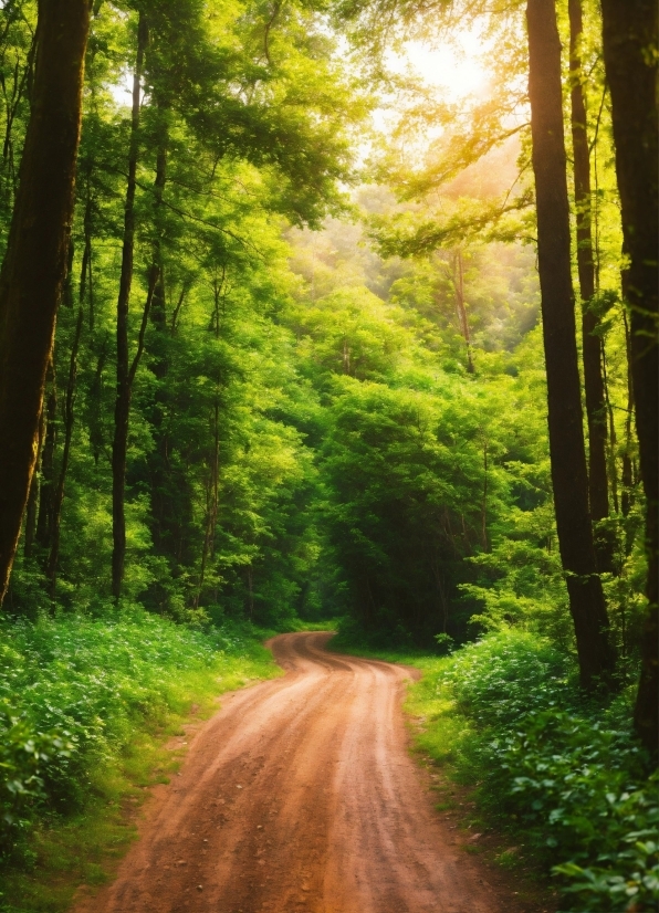 Plant, Green, Natural Landscape, Wood, Tree, Branch