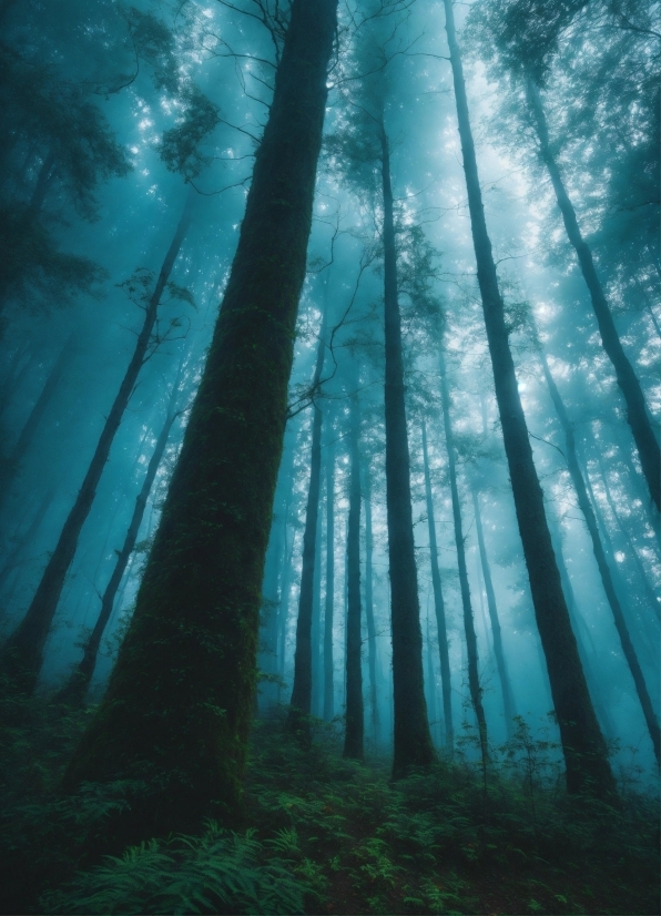 Water, Plant, Atmosphere, Azure, Natural Landscape, Wood