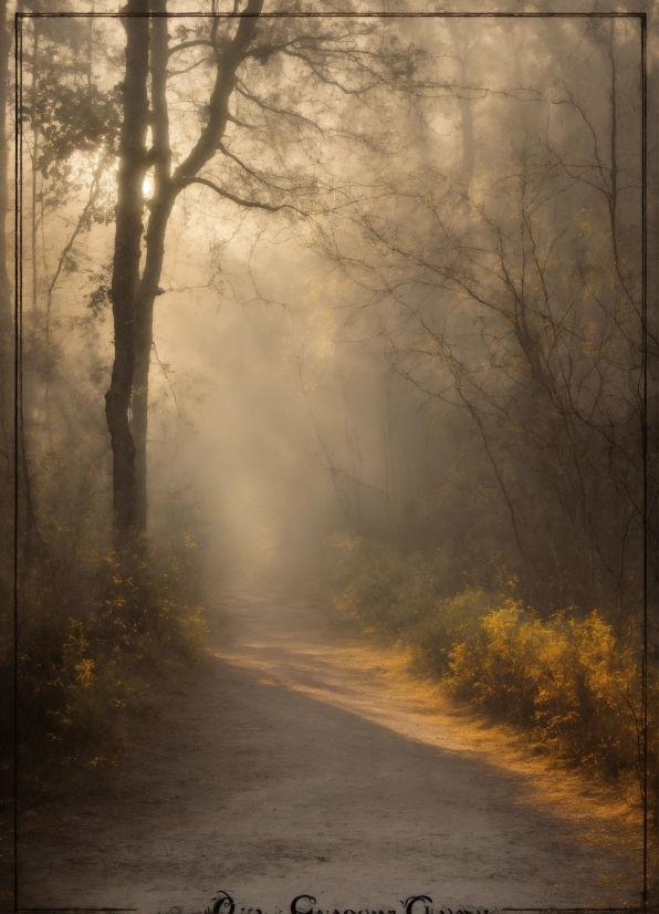 Atmosphere, Plant, Natural Landscape, Wood, Sky, Fog